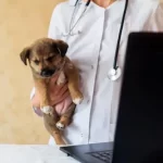 veterinaire gratuit nimes