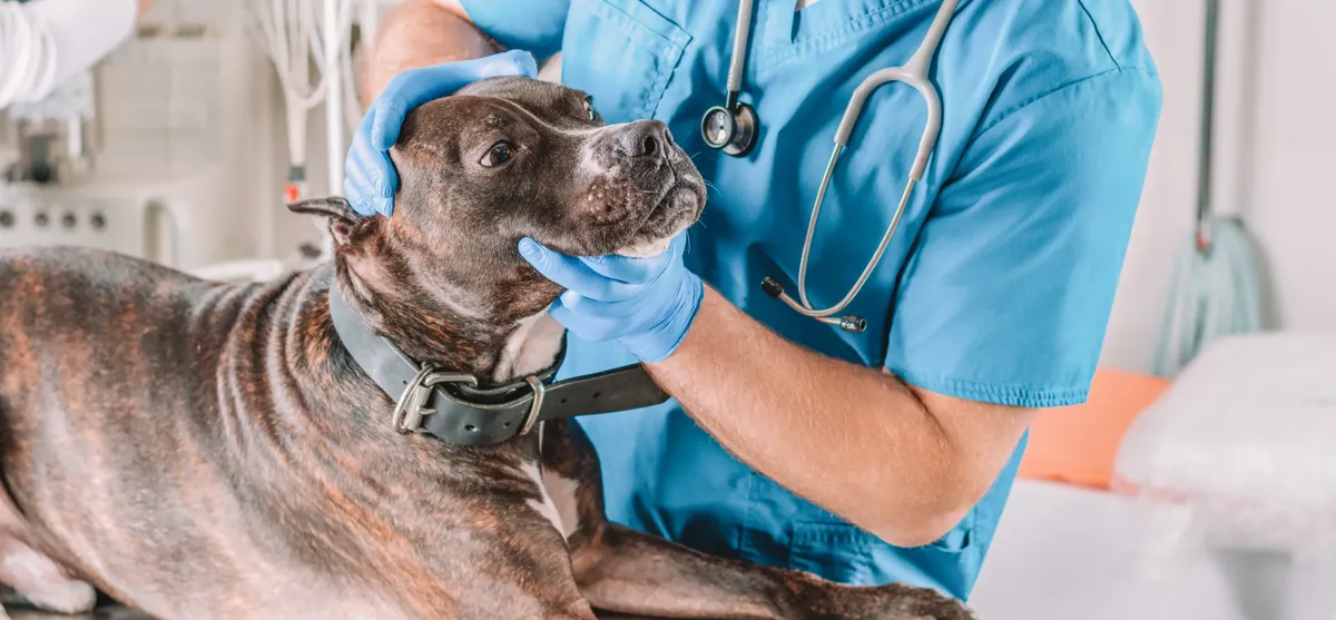 vétérinaire pas cher marseille
