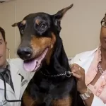 association veterinaire gratuit narbonne