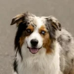 Vétérinaire gratuit à Béziers