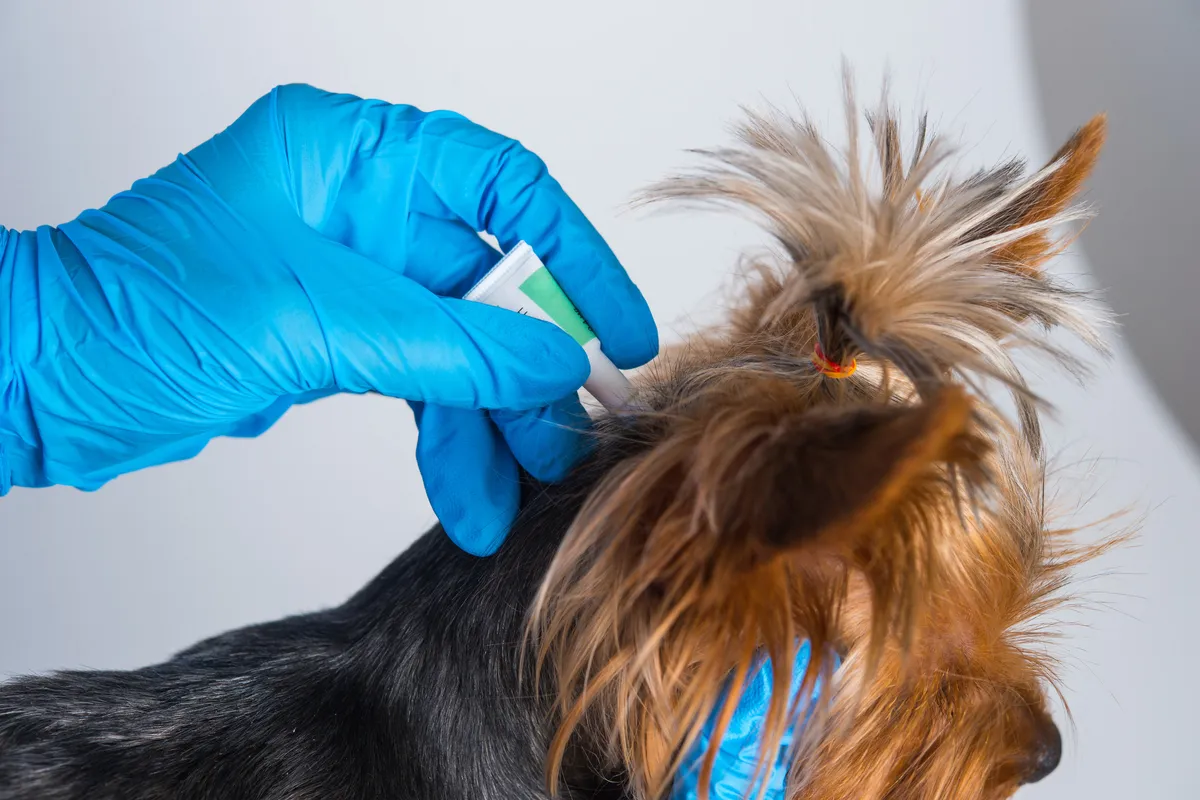 vétérinaire toulouse pas cher