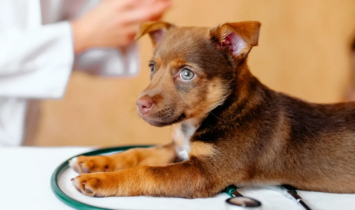 vétérinaire pas cher lille