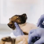 association veterinaire gratuit nice