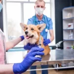 association veterinaire gratuit le mans