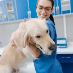 association veterinaire gratuit toulon