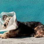 association veterinaire gratuit ou pas cher le cannet