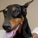 Vétérinaire gratuit à Calais